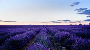 Lavender Smell Better Sleep