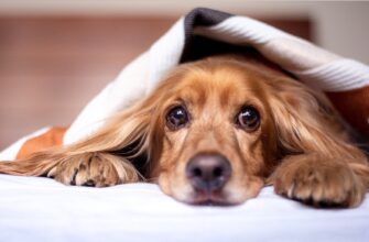 Pet Friendly Weighted Blankets