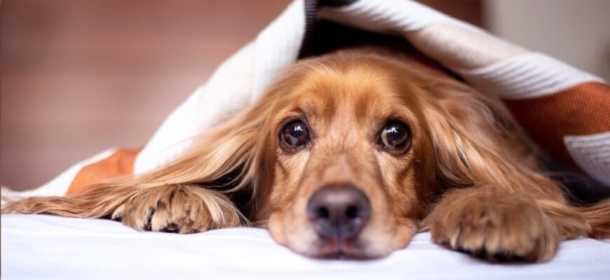 Pet Friendly Weighted Blankets